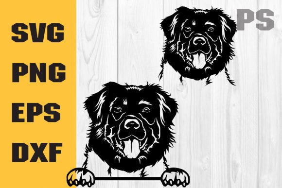Stabyhoun Svg, Dog Svg Cricut – A Designer’s Review